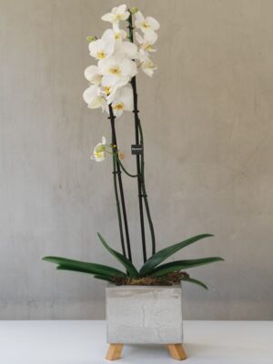 Double Spike Orchid in Cement Pot