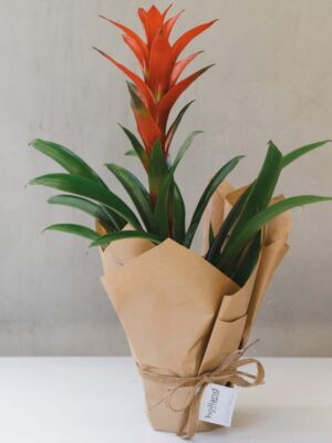 Guzmania