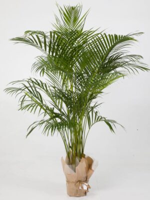 Areca Palm