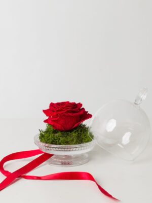 Little Prince: Preserved Red Rose