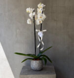 Double Spike Orchid in Cement Pot