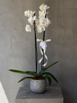 Double Spike Orchid in Cement Pot
