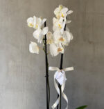 Double Spike Orchid in Cement Pot