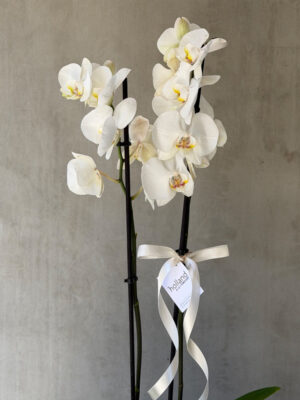 Double Spike Orchid_B