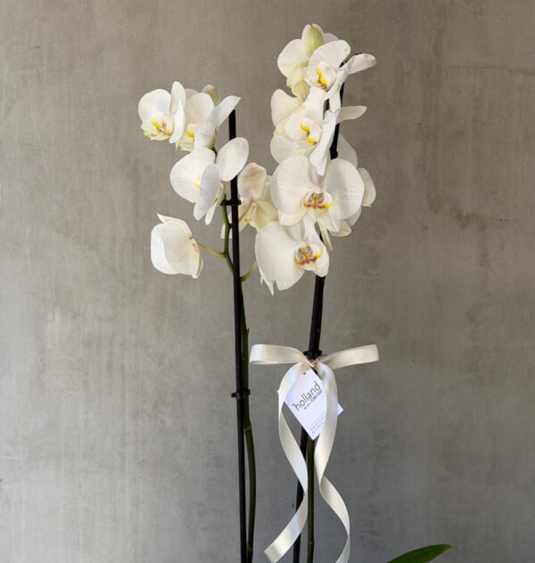 Double Spike Orchid in Cement Pot
