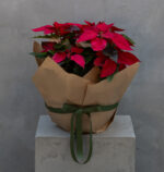 Holiday Poinsettia