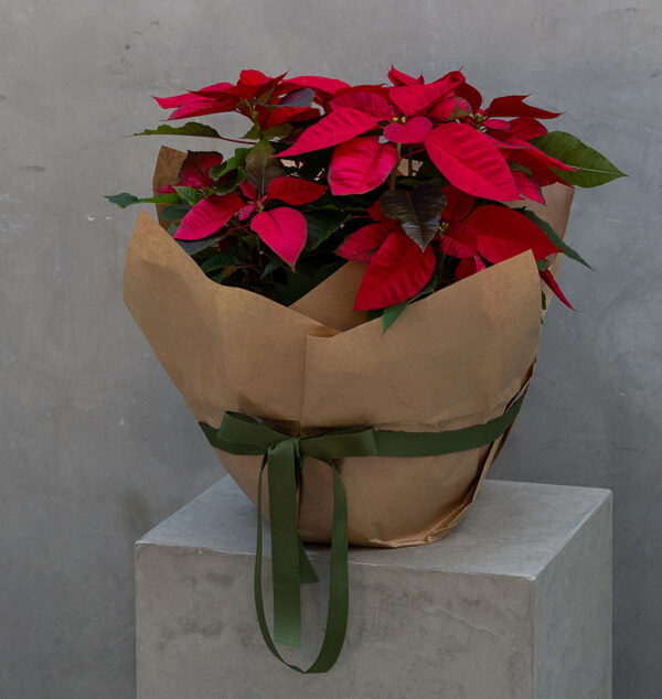Holiday Poinsettia