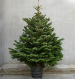 Nordmann Fir