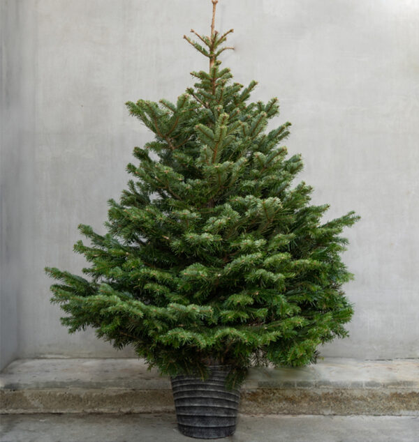 Nordmann Fir