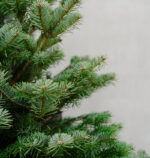 Nordmann Fir