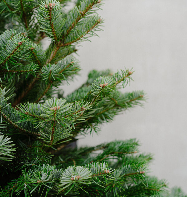 Nordmann Fir