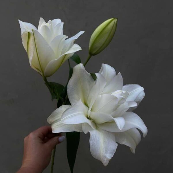 WHITE LILIES_1