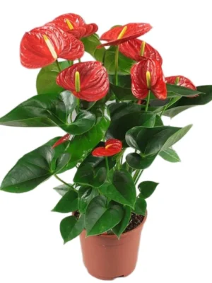 Anthurium