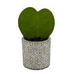 Hoya Heart