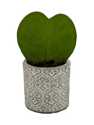 Hoya Heart