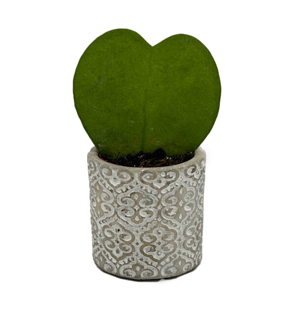 Hoya Heart
