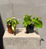 Tropical Duo: Hoya & Pothos Combo
