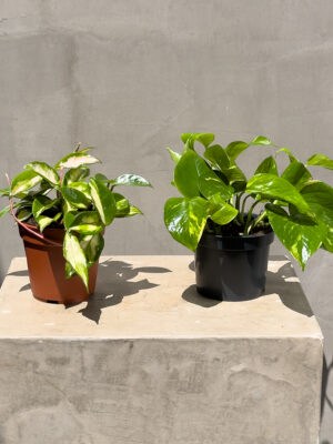 Tropical Duo: Hoya & Pothos Combo