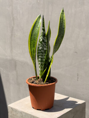 PLANTS_10