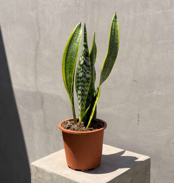 Modern Green Collection – 5 Easy-Care Indoor Plants