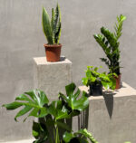 Modern Green Collection – 5 Easy-Care Indoor Plants
