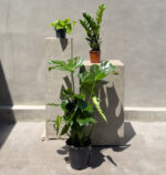 Urban Jungle Trio – Bold, Lush & Effortlessly Stylish