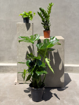 Urban Jungle Trio – Bold, Lush & Effortlessly Stylish