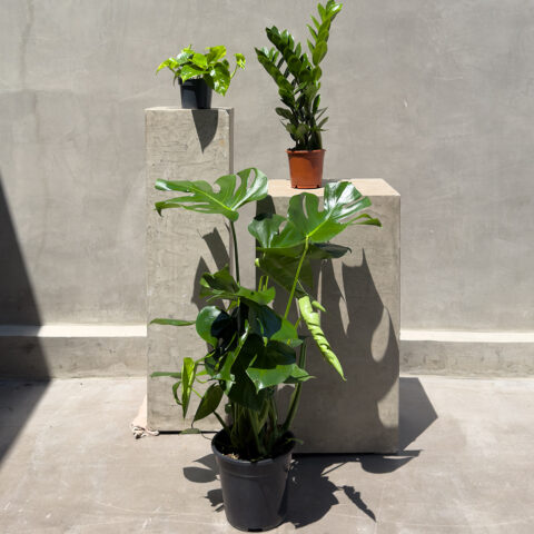 Urban Jungle Trio