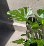 Urban Jungle Trio – Bold, Lush & Effortlessly Stylish