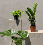 Urban Jungle Trio – Bold, Lush & Effortlessly Stylish