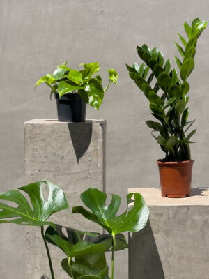 PLANTS_14