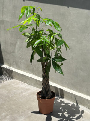 Braided Fortune – The Timeless Money Tree