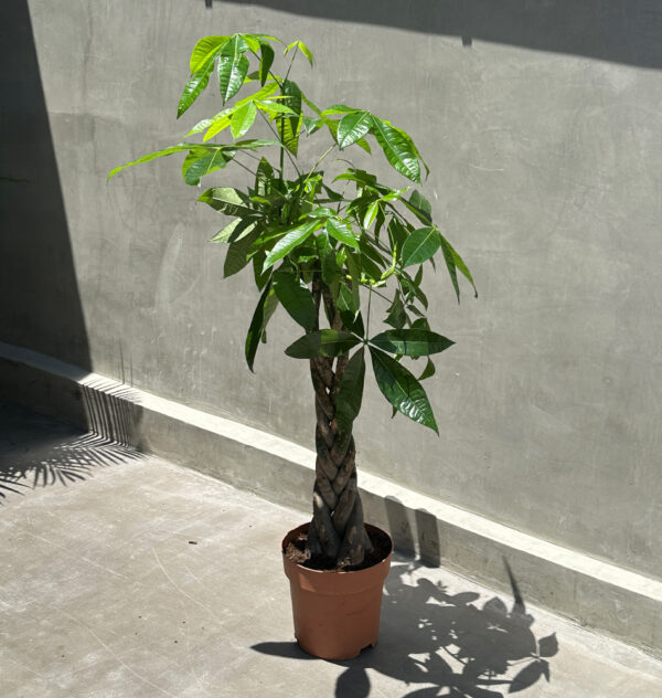 Pachira – The Timeless Money Tree