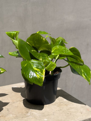 PLANTS_2