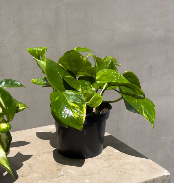 Tropical Duo: Hoya & Pothos Combo