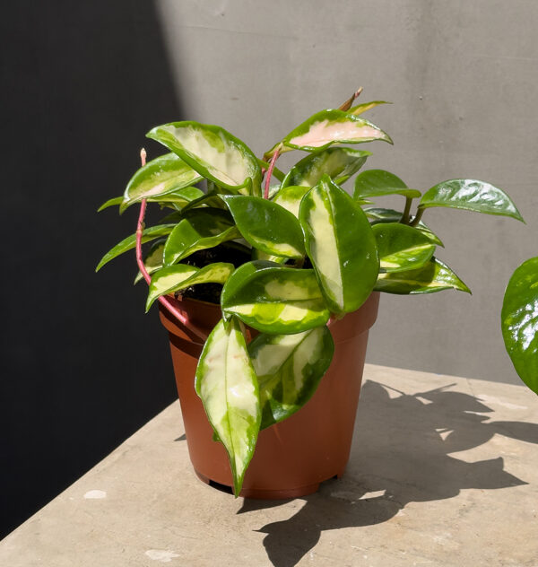 Tropical Duo: Hoya & Pothos Combo