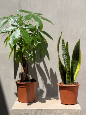 Balance & Boldness: Money Tree & Snake Plant Duo