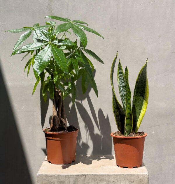 Balance & Boldness: Money Tree & Snake Plant Duo