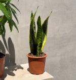 Balance & Boldness: Money Tree & Snake Plant Duo