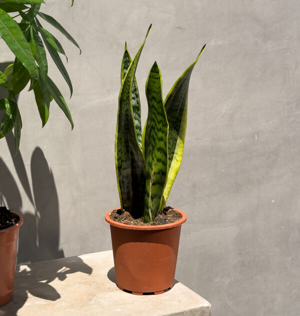 Balance & Boldness: Money Tree & Snake Plant Duo