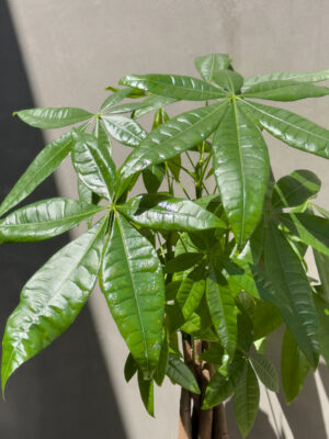 PLANTS_6