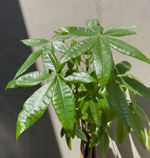 Balance & Boldness: Money Tree & Snake Plant Duo
