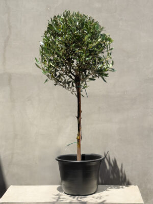 Mediterranean Elegance: Potted Olive Tree