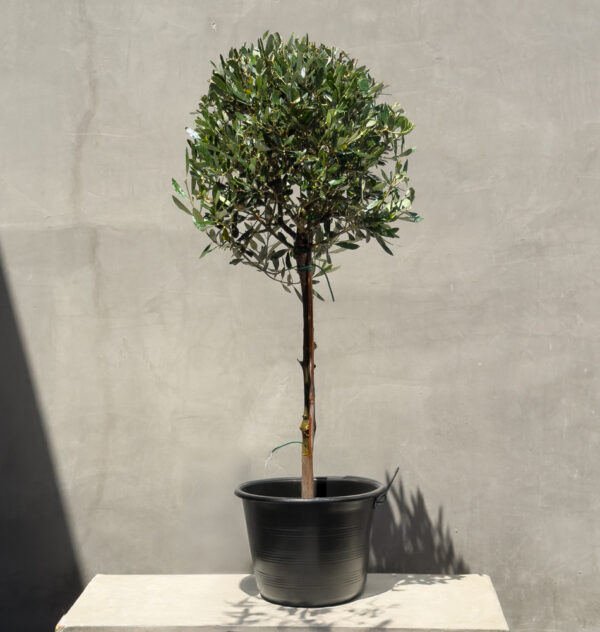 Mediterranean Elegance: Potted Olive Tree