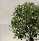 Mediterranean Elegance: Potted Olive Tree