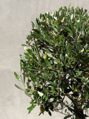 PLANTS_8