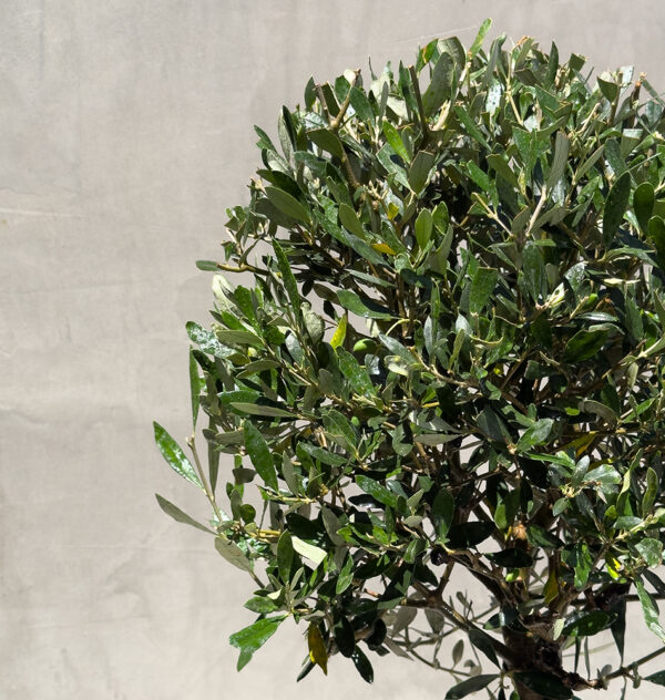 Mediterranean Elegance: Potted Olive Tree
