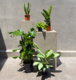 Modern Green Collection – 5 Easy-Care Indoor Plants