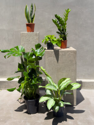 Modern Green Collection – 5 Easy-Care Indoor Plants