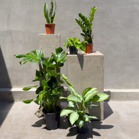 The Plant Parent Bundle